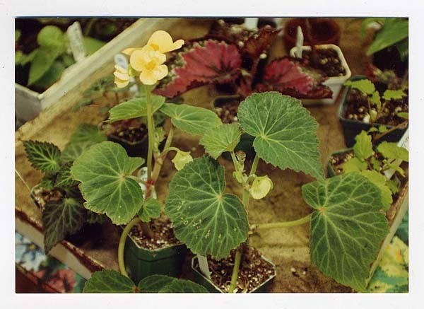 B. ‘Bumblebee’